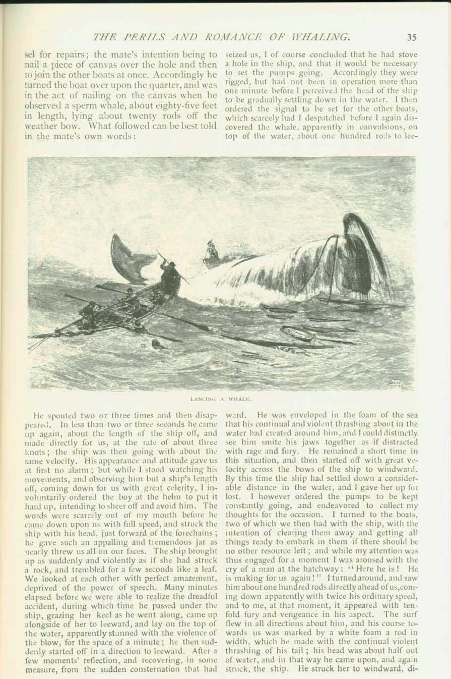 19th CENTURY WHALING TALES. VIST0089k